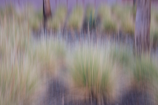 Ornamental Grasses II